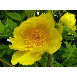 20 เมล็ด เมล็ดโบตั๋น ดอกโบตั๋น ดอกพีโอนี (Peony) สีเหลือง Yellow Peony