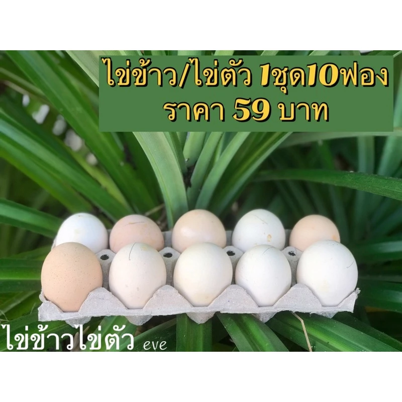 ไข่ข้าว/ไข่ตัว นึ่งสุก(ไข่ไก่)