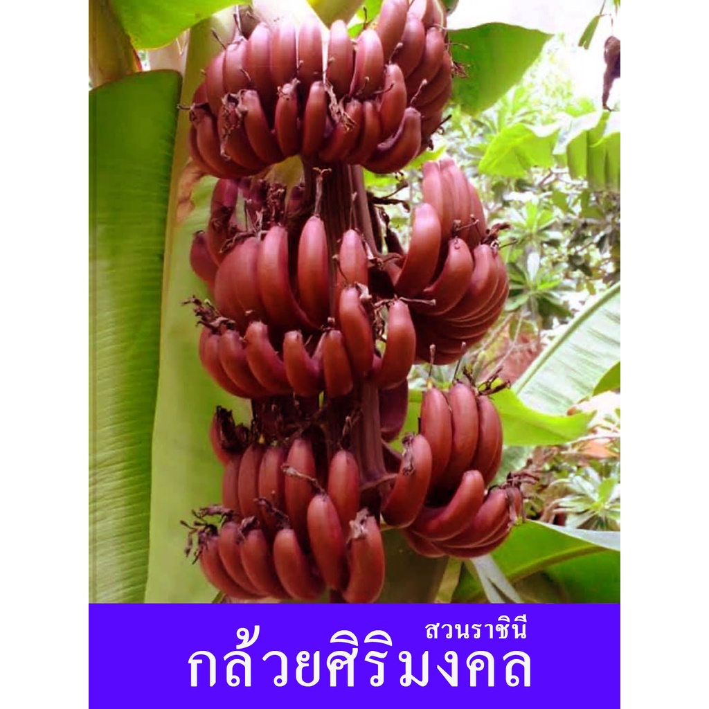 กล้วยแห่งโชคลาภ หน่อกล้วยนาก สีแดงสด หน่อกล้วย 1 หน่อ เพิ่มความเป็นศิริมงคล ปลูกหน้าบ้าน ใหญ สูงเด่นมาก