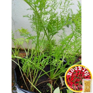 50   benih CARROT seeds / lobak merah tahan panas园艺/文胸/内裤/香菜/母婴/向日葵/儿童/上衣/裙子/手链/ 1KBD