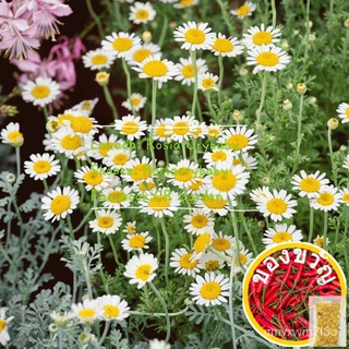 Roman Chamomile 10 seeds โรมันคาโมไมล์ เมล็ด 10เม็ด帽子/生菜/通心菜/上衣/向日葵/母婴/种子/园艺/手链/芹菜/ F0K2