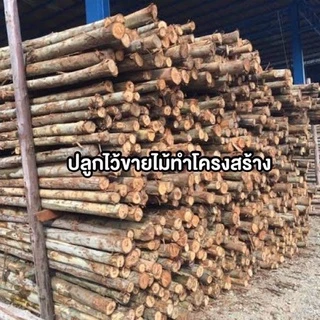 ยูคาลิปตัส (จำนวน 50 ต้น) พันธุ์คามาลดูเลนซิส EUCALYPTUS CAMALDULENSIS