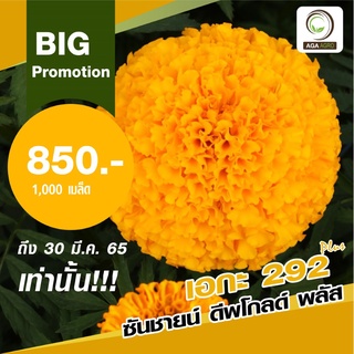 🚨🎉Big Promotion เมล็ดพันธุ์ดาวเรือง ซันชายน์พลัส ตัดดอก 1000 เมล็ด