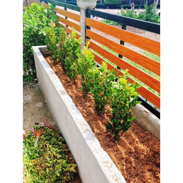 ไทรเกาหลี (1 ชุด ได้ 10 กิ่ง) กิ่งสวย ทรงดี ปลูกง่าย โตเร็ว กิ่งพันธ์ุต้นไทรเกาหลีพร้อมลงดิน  ขนาด 5