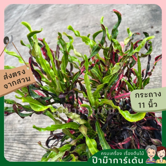 มุมมอง 2