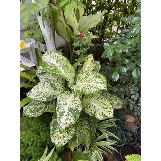 Dieffenbachia Tropic Snow ไม้ฟอกอากาศ