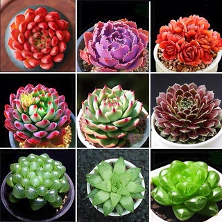 100 pcs Mixed Succulent Seed บอนสีพันหายาก ไม้ประดับ ยิมโนด่าง บอน เมล็ดดอกไม้ ต้นไม้มงคล บอนกระดาดด่าง ต้นบอนสีแปลกๆ