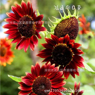 เมล็ดพันธุ์ ดอกทานตะวัน สีแดงกำมะหยี่ 50 เมล็ด Velvet Queen Sunflower เมล็ดพันธุ์แท้