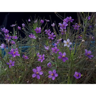 เมล็ดพืชกินแมลง Byblis liniflora (rainbow plants) 20 เมล็ด พร้อมคู่มือการเพาะเมล็ด