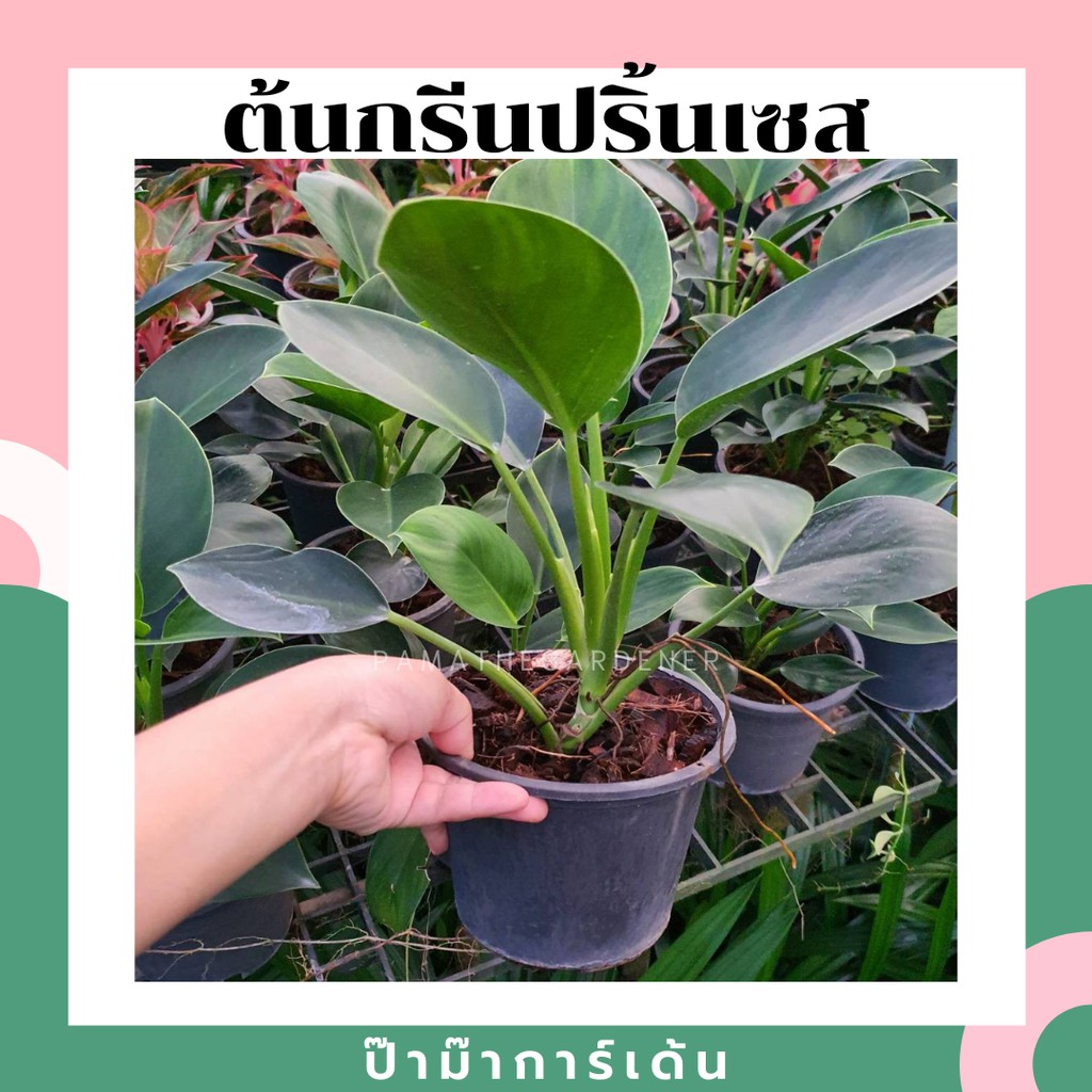 มุมมอง 2