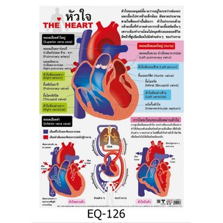 หัวใจ THE Heart EQ-126 สื่อโปสเตอร์ภาพ กระดาษ หุ้มพลาสติก