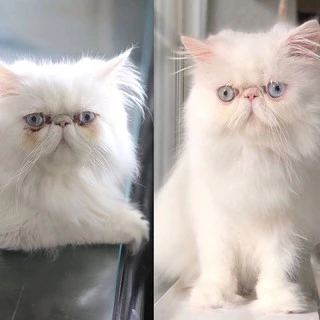 Eye Envy แป้งทำความสะอาดรอยคราบน้ำตา