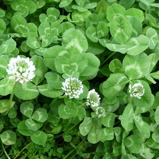 200+ เมล็ด โคลเวอร์ดัชสีขาว - White Dutch Clover (ตำนานโคลเวอร์ 4 แฉก)