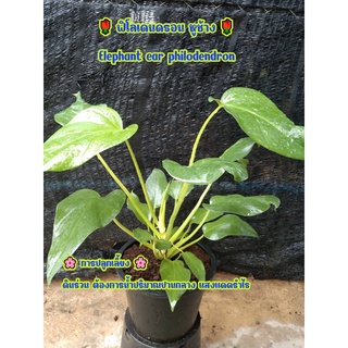 🎄ฟิโลเดนดรอน หูช้าง🎄Elephant ear philodendron ไซส์ใหญ่ กระถาง 8 นิ้ว❄️