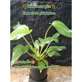 🎄ฟิโลเดนดรอน หูช้าง🎄Elephant ear philodendron ไซส์ใหญ่ กระถาง 8 นิ้ว❄️