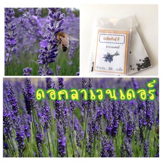 เมล็ดพันธุ์ ดอกลาเวนเดอร์ Lavenders  ลาเวนเดอร์ (ซื้อ 10 แถม 1 คละอย่างได้)