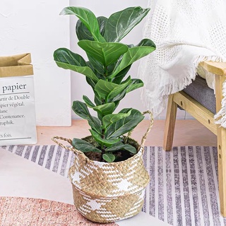 ไทรใบสัก Fiddle Leaf Fig หรือ Ficus Lyrata