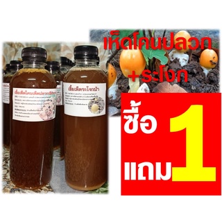 เชื้อเห็ดโคนปลวกดอกใหญ่ + ระโงก รวม 2 ขวด ขนาด 500 ML.