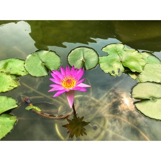 7 เมล็ด เมล็ดบัว สีชมพู ดอกเล็ก สายพันธุ์เมล็ดบัว ดอกบัว Lotus seeds