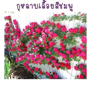 เมล็ดพันธุ์ กุหลาบเลื้อย สีชมพู