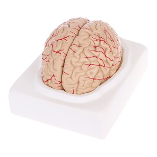 Disassembled Anatomical Human Brain Model Anatomy Teaching Tool XFJP