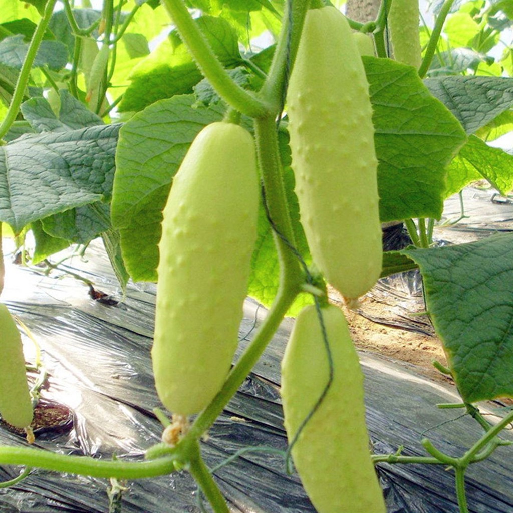 [10แถม1] เมล็ดพันธุ์แตงกวาขาว 10เมล็ด เมล็ดแตงกวาสีขาว White Cucumber Seeds ราคา ถูกที่สุด ดีลบีเคเค แกลเลอรีภาพที่ 2