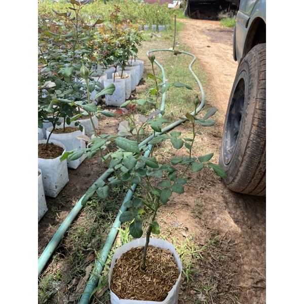 กุหลาบ สายพันธุ์ฟอร์ยัวโฮม กุหลาบพุ่ม หอมแรง - รูปที่ 3