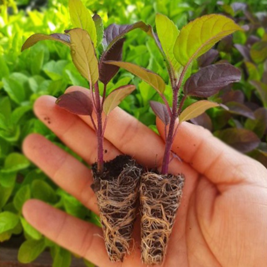 กะเพราแดง 500 เมล็ด 🔥โปรโมชั่น [ซื้อ 2 แถม 1ซอง] - รูปที่ 3