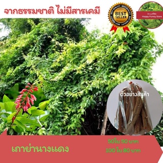 เถาย่านางแดง ตากแห้ง 100 กรัม 50 บาท หญ้านางแดง สยาน  เครือขยัน หญ้านางแดง เถาขยัน ย่านางแดง เถาย่านาง