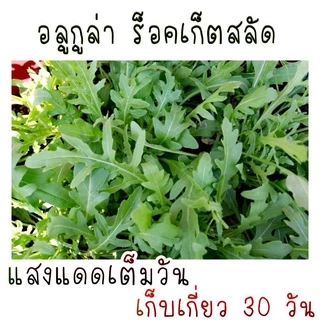 50 เมล็ด เมล็ดพันธุ์ อลูกูล่า ร็อคเก็ต Arugula Rocket