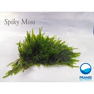 มอส Spiky Moss (สไปกี้มอส) (ต้นไม้น้ำ) ต้นไม้น้ำตกแต่งตู้ปลา ***กรุณาอ่านรายละเอียดก่อนสั่งซื้อ***
