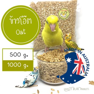 ข้าวโอ๊ต Oat ข้าวโอ๊ตนก ธัญพืชสำหรับนกแก้ว อาหารนก เหมาะสำหรับนกแก้วทุกสายพันธุ์