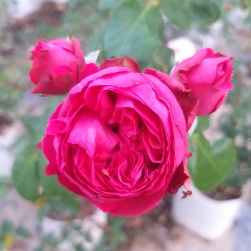 กุหลาบ⚘Red Eden เลื้อยเลี้ยงง่าย "เรด อีเดน"