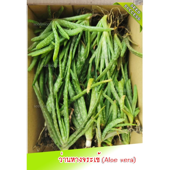 ต้นว่านหางจระเข้ (Aloe vera) กาบใหญ่​ เนื้อเยอะ พันธุ์​ Babadensis​ (บาบาเดนซิส)