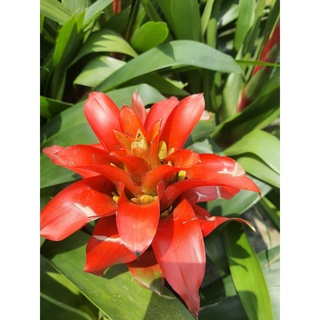 สับปะรดสีดอกสีส้มสด Guzmania Cherry สับปะรดสีดอกใหญ่สีส้มสด อายุดอกบานนาน 50-70วัน