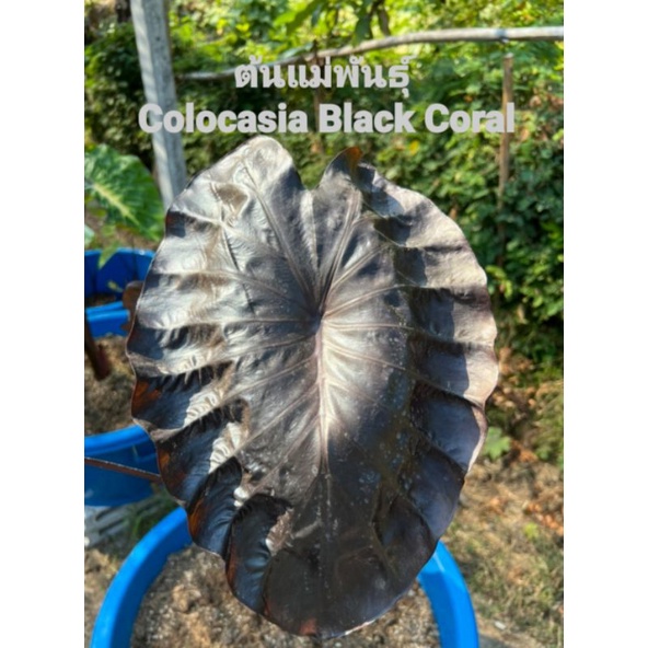 Colocasia Black Coral  l โคโลคาเซียแบล็คโครอล บอนดำหน้าย่น กระถาง 5" ถ่ายจากต้นจริง