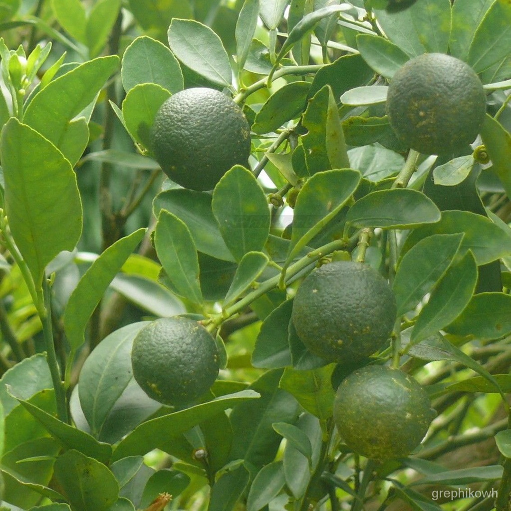 [Galaxy Seeds] Bonsai Kalamansi Seeds for Planting Vegetable Plants (5 Seed) FREE Fertilizer, Dwarf Calamansiพันธุ์เด็ก/
