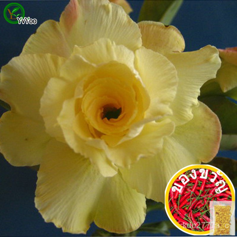 High germination rate Desert rose seeds Promotion Balcony Bonsai Flower ...