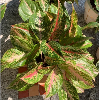 รูปจริงบัลลังก์ทอง ไม้มงคลในตระกูล “อโกลนีมา (Aglaonema)” ไม้โบราณหายาก ไม้มงคลไม้ฟอกอากาศ กระถางขนาด 6