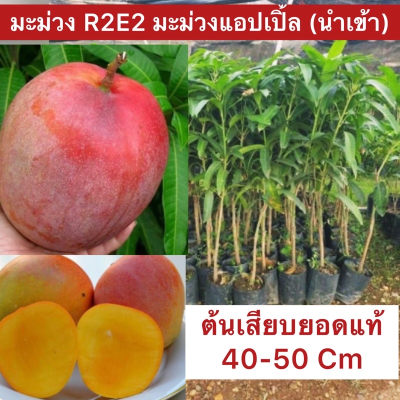 ต้นมะม่วง R2E2 เสียบยอดแท้ นำเข้าออสเตรเลีย (ต้นมะม่วงแอปเปิล) ต้นสูงประมาน 40-50 Cm.