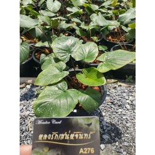เสน่ห์จันทน์แดง กระถาง8"