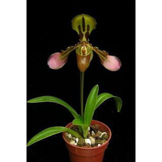 กล้วยไม้รองเท้านารีไทเกอร์ Paphiopedilum tigrinum 1 Plant bloom size