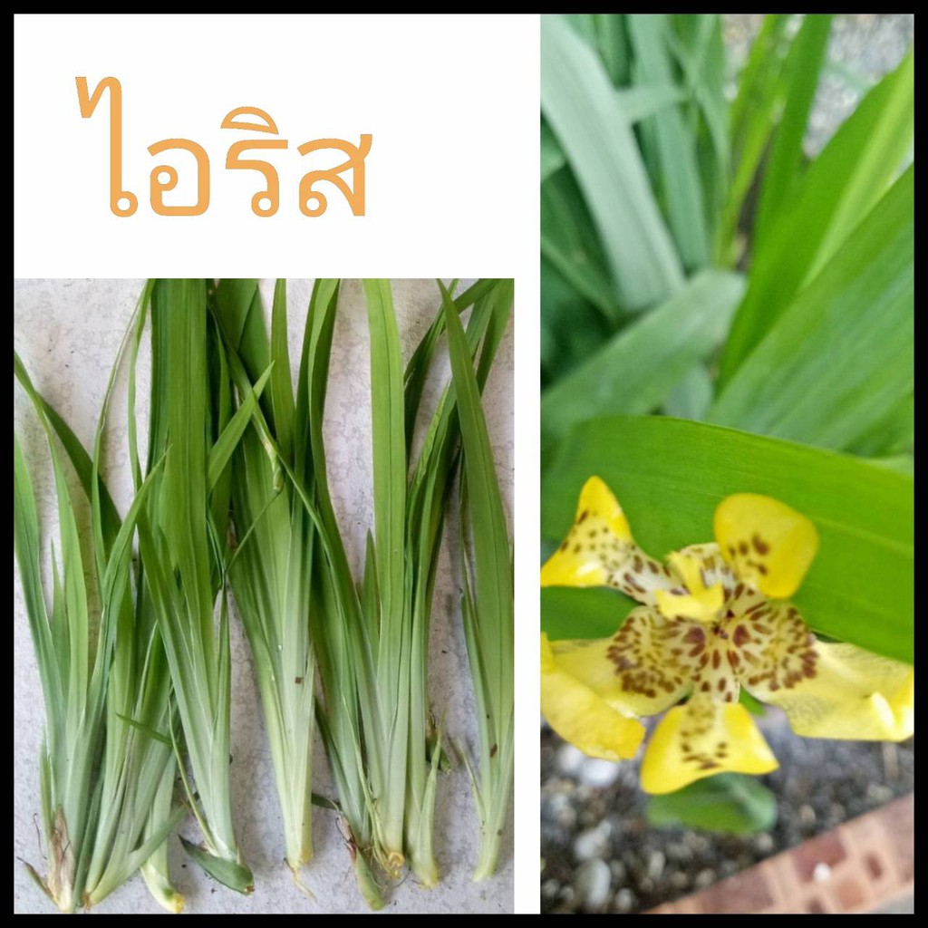 ต้นไอริส ดอกสีเหลือง10หน่อ.(เพื่อเพาะปลูก) ไอริส หน่อไอริส ต้นไอริสดอกเหลือง หน่อไอริสดอกสีเหลือง