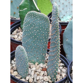 Opuntia Basilaris ชำ 3แพด