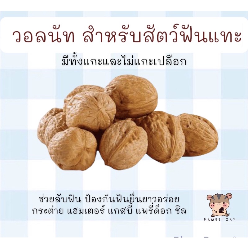 วอลนัตลูก หรือแกะเปลือกสำหรับสัตว์เลี้ยงฟันแทะทุกชนิด