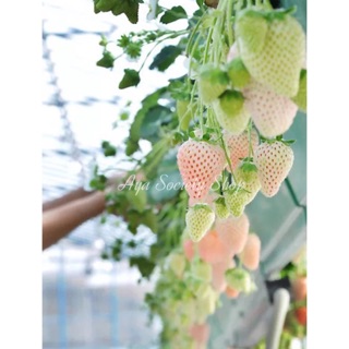 เมล็ด White Strawberry🍓จำนวน 10 เมล็ด++