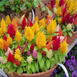 เมล็ดพันธุ์ดอกสร้อยไก่คละสี(ซิโลเซีย)สร้อยไก่ (Pampas Plume Celosia )บรรจุ300เมล็ดและ500เมล็ด