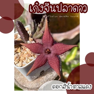🌟🌵 เก๋งจีนดอกปลาดาว สีดอกสีน้ำตาลแดง เป็นอีก 1 สีดอกที่น่าสะสม ดอกใหญ่กว่าต้นอีกค่ะ ใครไม่มีสีดอกนี้ต้องสะสมเเล้วน้า 🌟🌵