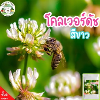 เมล็ดพันธุ์ โคลเวอร์ดัช สีขาว White Dutch Clover 500 เมล็ด เมล็ดพันธุ์แท้ นำเข้าจากต่างประเทศ โคลเวอร์ ปลูกง่าย ราคาถูก