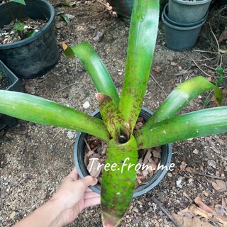 สับปะรดสีลายจุด (ขายเป็นหน่อมีราก) #สับประรดสี #bromeliad #ต้นไม้สวยงาม